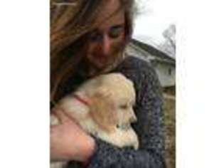 Golden Retriever Puppy for sale in Camp Grove, IL, USA