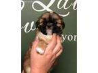 Mutt Puppy for sale in Valley, AL, USA