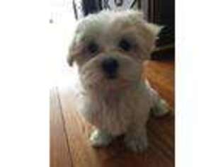 Maltese Puppy for sale in Rye, NY, USA