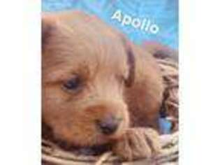 Labradoodle Puppy for sale in Rolla, MO, USA