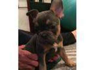 French Bulldog Puppy for sale in Herndon, VA, USA