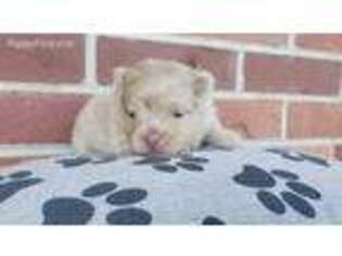 Pomeranian Puppy for sale in Panama, OK, USA