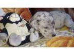 Great Dane Puppy for sale in Warren, MI, USA