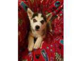 Siberian Husky Puppy for sale in Dade City, FL, USA