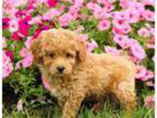 Mutt Puppy for sale in Germantown, MD, USA