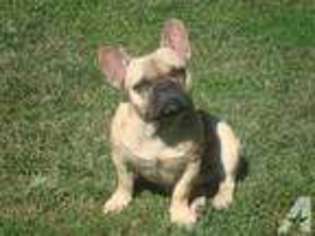 French Bulldog Puppy for sale in FALMOUTH, KY, USA
