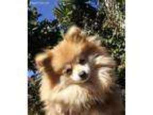 Pomeranian Puppy for sale in Stockton, CA, USA