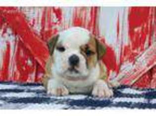 Bulldog Puppy for sale in New Paris, IN, USA