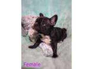 French Bulldog Puppy for sale in Lake Lure, NC, USA
