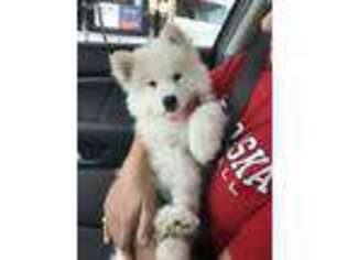 Samoyed Puppy for sale in Chanute, KS, USA