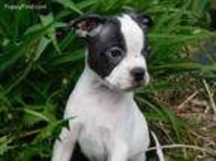 Boston Terrier Puppy for sale in Janesville, WI, USA