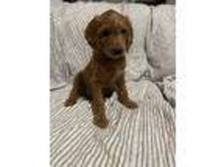 Goldendoodle Puppy for sale in Longview, TX, USA