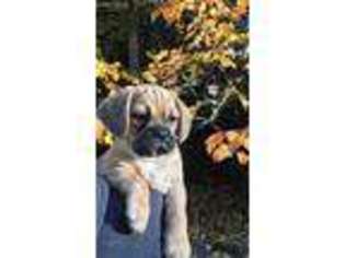 Puggle Puppy for sale in Sedro Woolley, WA, USA