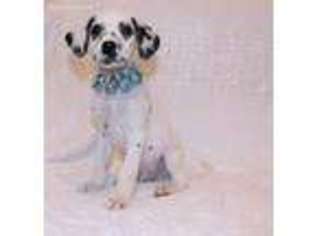 Dalmatian Puppy for sale in Salem, MO, USA
