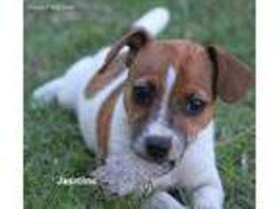 Jack Russell Terrier Puppy for sale in Seymour, TX, USA