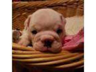 Bulldog Puppy for sale in Union City, IN, USA