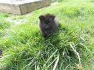 Pomeranian Puppy for sale in Montgomery, IN, USA