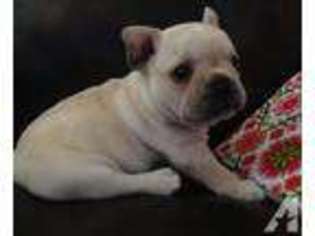 French Bulldog Puppy for sale in AMELIA, OH, USA