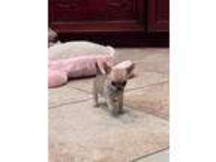 Chihuahua Puppy for sale in Palm Bay, FL, USA