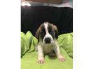 Saint Bernard Puppy for sale in Edgewater, FL, USA