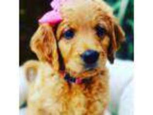 Goldendoodle Puppy for sale in La Verne, CA, USA