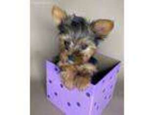 Yorkshire Terrier Puppy for sale in San Diego, CA, USA