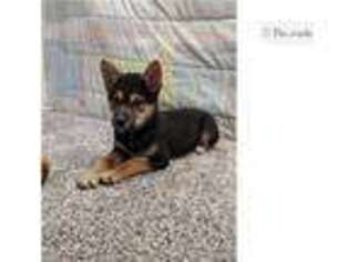 Shiba Inu Puppy for sale in Evansville, IN, USA