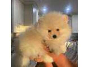 Pomeranian Puppy for sale in Kent, WA, USA