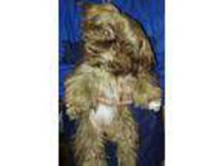 Mutt Puppy for sale in Burton, MI, USA