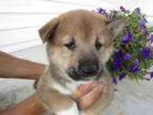 Shiba Inu Puppy for sale in Lansing, MI, USA
