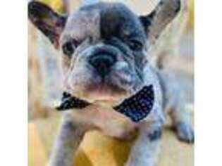 French Bulldog Puppy for sale in Greenbrier, AR, USA