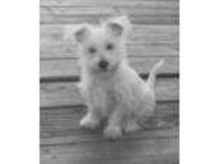 Mutt Puppy for sale in Big Pine Key, FL, USA