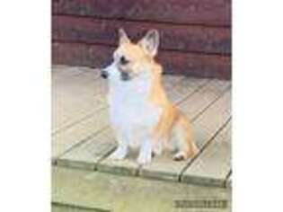 Pembroke Welsh Corgi Puppy for sale in Muldrow, OK, USA