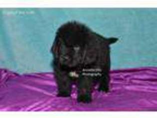 Newfoundland Puppy for sale in Millersburg, IN, USA