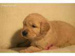 Goldendoodle Puppy for sale in Fairfield, MT, USA