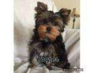 Yorkshire Terrier Puppy for sale in Carmel, IN, USA