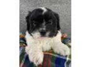 Mutt Puppy for sale in Bluff, UT, USA