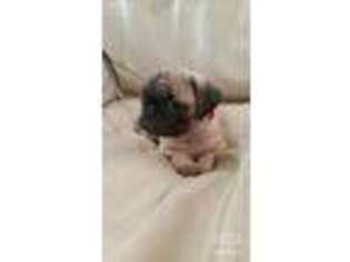 Pug Puppy for sale in Layton, UT, USA