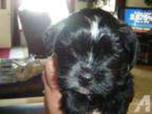 Yorkshire Terrier Puppy for sale in GOODING, ID, USA