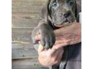 Cane Corso Puppy for sale in Hemingway, SC, USA