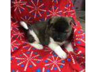 Akita Puppy for sale in Spencer, IN, USA