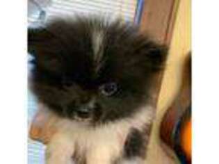 Pomeranian Puppy for sale in Avon Park, FL, USA