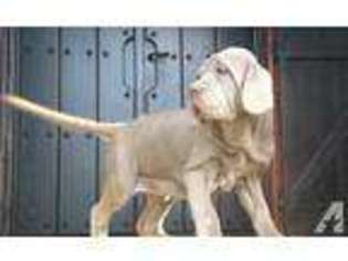 Neapolitan Mastiff Puppy for sale in PICO RIVERA, CA, USA