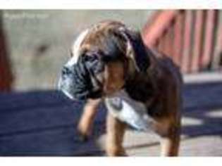 Olde English Bulldogge Puppy for sale in Hiawatha, IA, USA