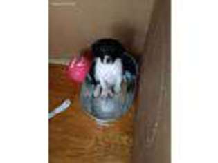 Border Collie Puppy for sale in Greenwood, IN, USA