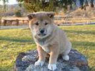 Shiba Inu Puppy for sale in Ickesburg, PA, USA