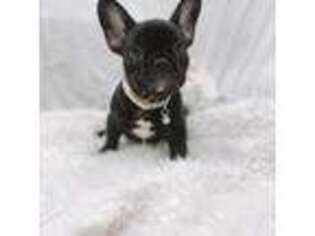 French Bulldog Puppy for sale in Dallas, TX, USA