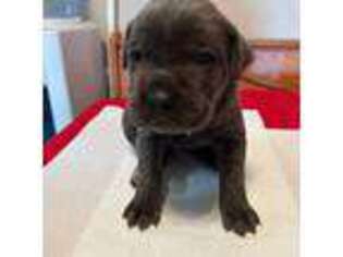 Cane Corso Puppy for sale in Clearfield, UT, USA