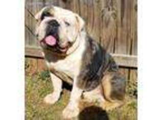 Olde English Bulldogge Puppy for sale in Winston Salem, NC, USA