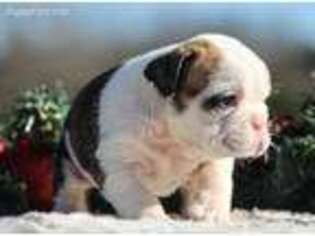 Bulldog Puppy for sale in Flint, TX, USA